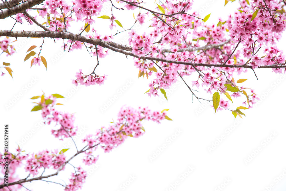 Beautiful cherry blossom or sakura in spring time over sky Beautiful cherry blossom or sakura in spring time over sky
