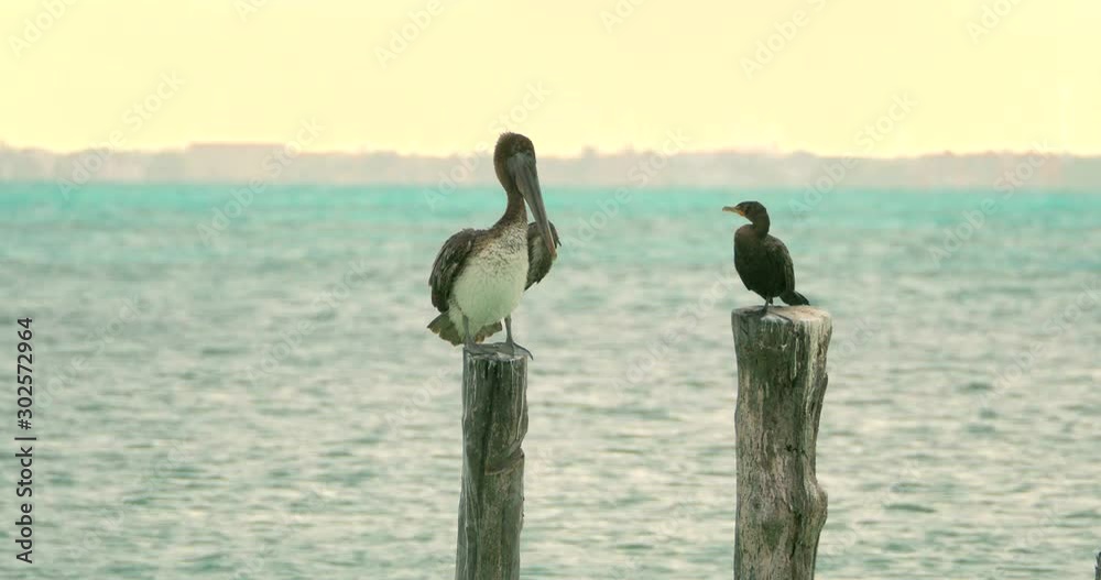 Brown Pelican and Double-Crested Cormorant, Isla Mujeres, Mexico
