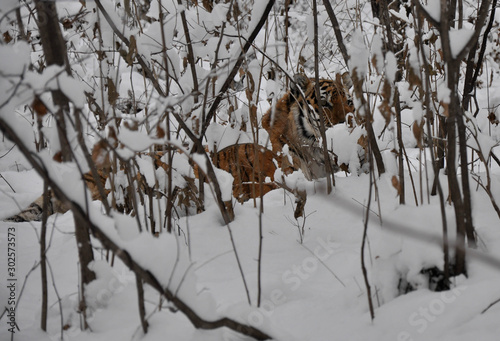 The Amur tiger lies in the bushes in the winter forest in natural conditions