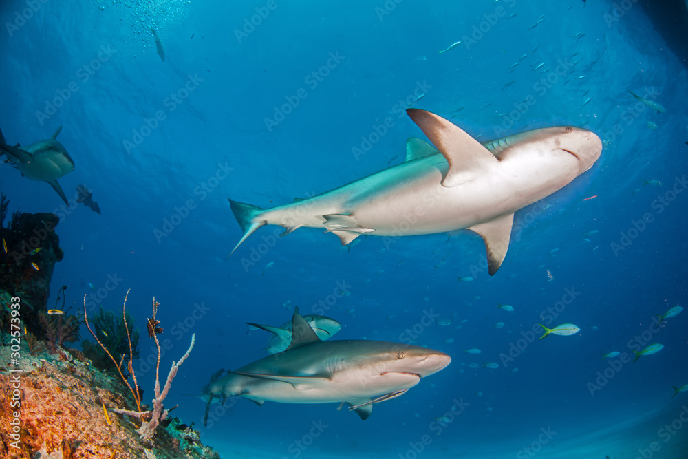 Caribbean reef shark at the Bahamas Caribbean reef shark at the Bahamas