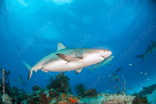Fototapeta Naklejka Na Ścianę i Meble -  Caribbean reef shark at the Bahamas