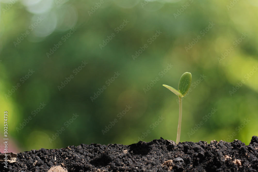 agriculture plant seeding growing step concept in garden agriculture plant seeding growing step concept in garden