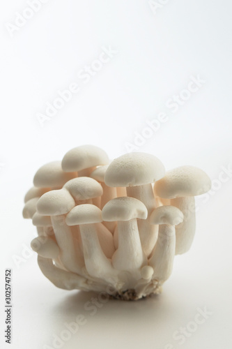 White Shimeji Mushroom on white background