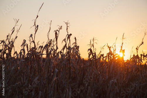 Corn Crop