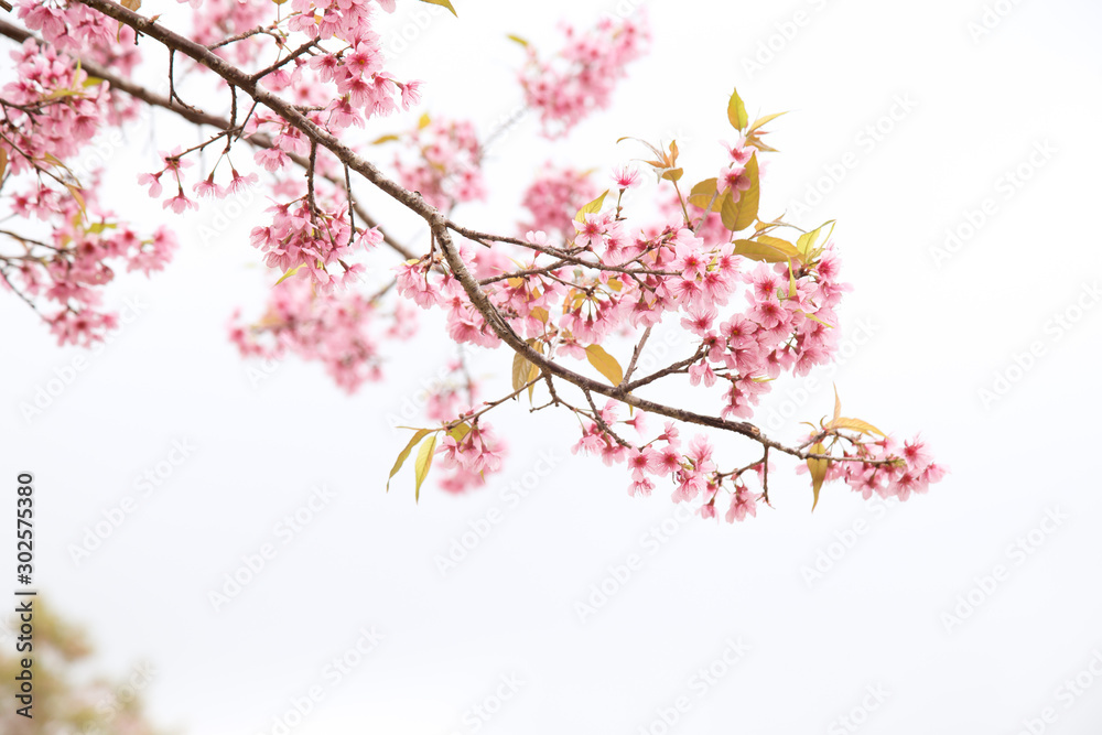 Beautiful cherry blossom or sakura in spring time over sky Beautiful cherry blossom or sakura in spring time over sky