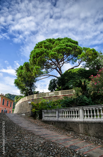 View of Zoagli with pine tree. Zoagli is small town in the province of Liguria, Italy
