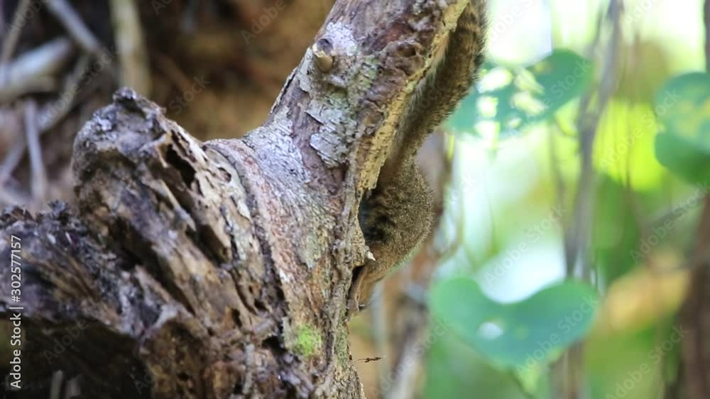 Squirrel eating on the tree in forest or park. Squirrel eating on the tree in forest or park.