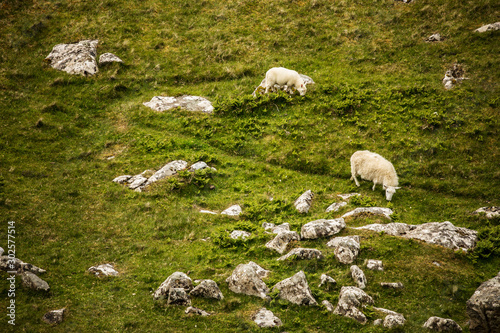 Scenic Scotland meadows with sheep in traditional landscape. 