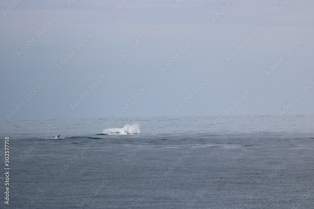 Orca Breaching the Ocean Water, Alaska