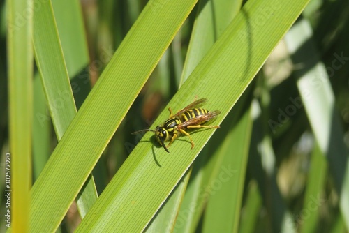 Wasp on palm tree leaves in Florida nature, closeup 