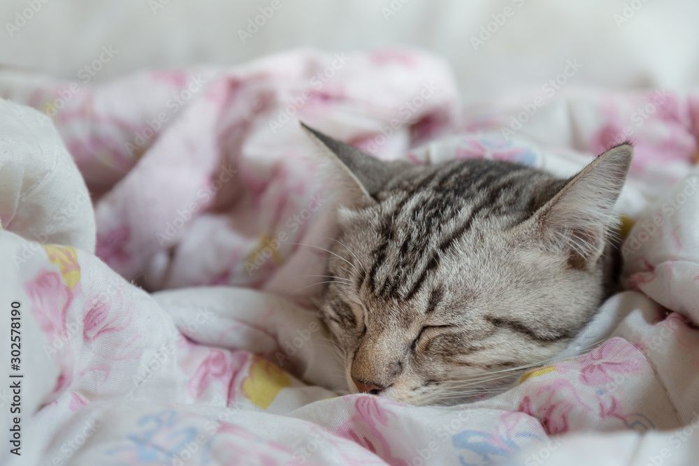 lazy young american shorthair cat sleeping in sweet blanket with warm sunlight in the winter in the bedroom on sunday morning. pet and animal lifestyle concept
