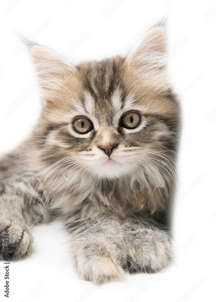 Adorable cute persian kitten isolated on white background