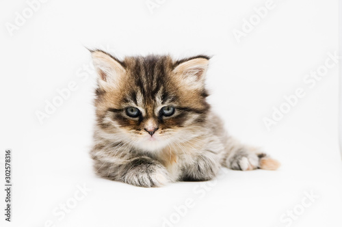 Fototapeta Naklejka Na Ścianę i Meble -  Adorable cute persian kitten isolated on white background