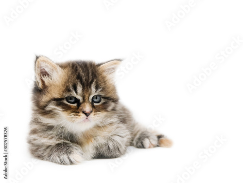 Adorable cute persian kitten isolated on white background