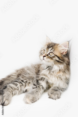 Adorable cute persian kitten isolated on white background © kwanbenz