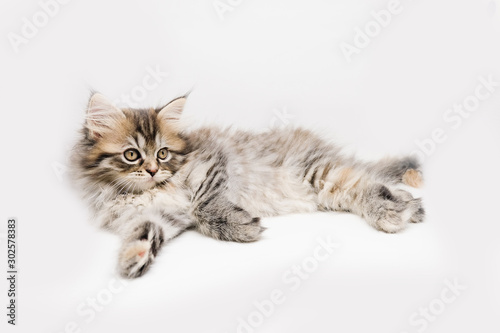Adorable cute persian kitten isolated on white background © kwanbenz