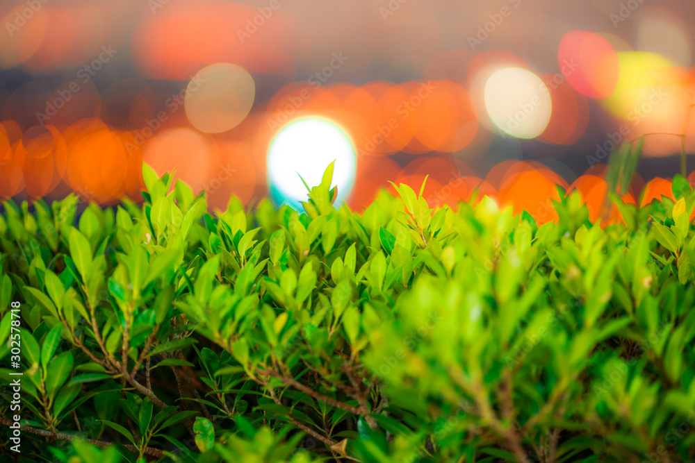 Background view of green leaves Close-up, with bokeh blur, colorful lights falling onto, one of nature's artistic beauty