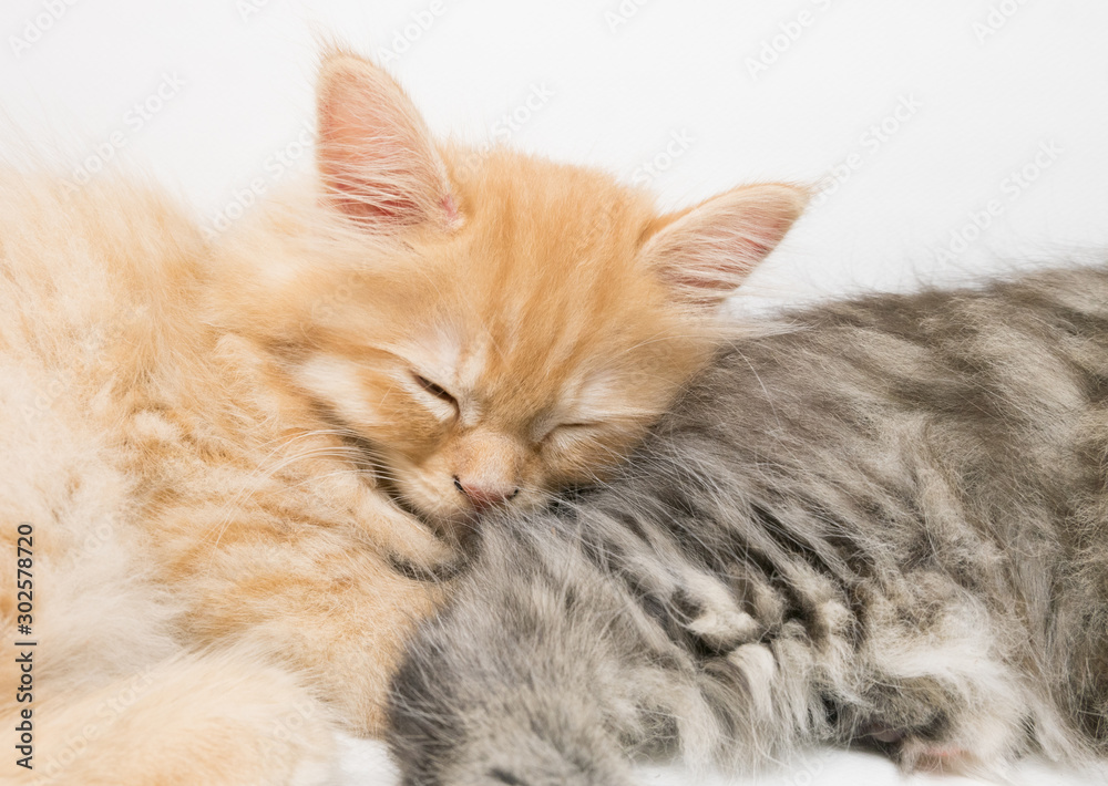 Sleepy two adorable persian kittens