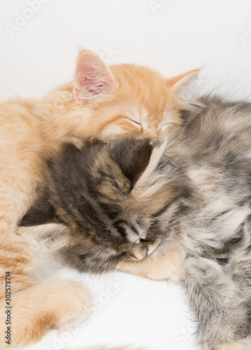 Sleepy two adorable persian kittens