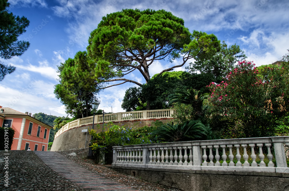 View of Zoagli with pine tree. Zoagli is small town in the province of Liguria, Italy
