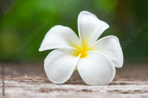 White flower Frangipani Plumeria on nature green background - tropical flowers in the garden