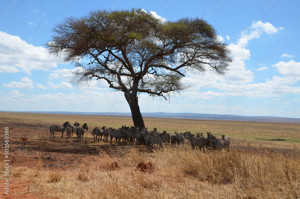 Obraz premium Herd of African zebras standing in the shade of a large tree in Tanzania.
