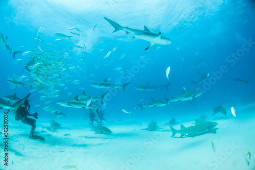 Caribbean reef shark at the Bahamas