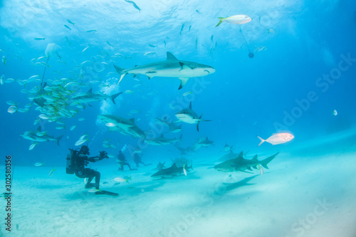 Caribbean reef shark at the Bahamas