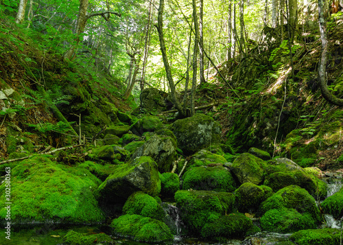 Forest creek with green mossy rocks © ivan