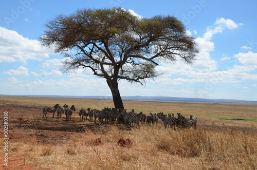 Herd of African zebras standing in the shade of a large tree in Tanzania.