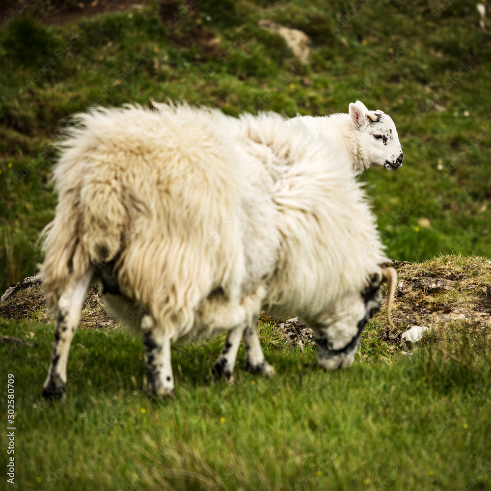 Scenic Scotland meadows with sheep in traditional landscape. 