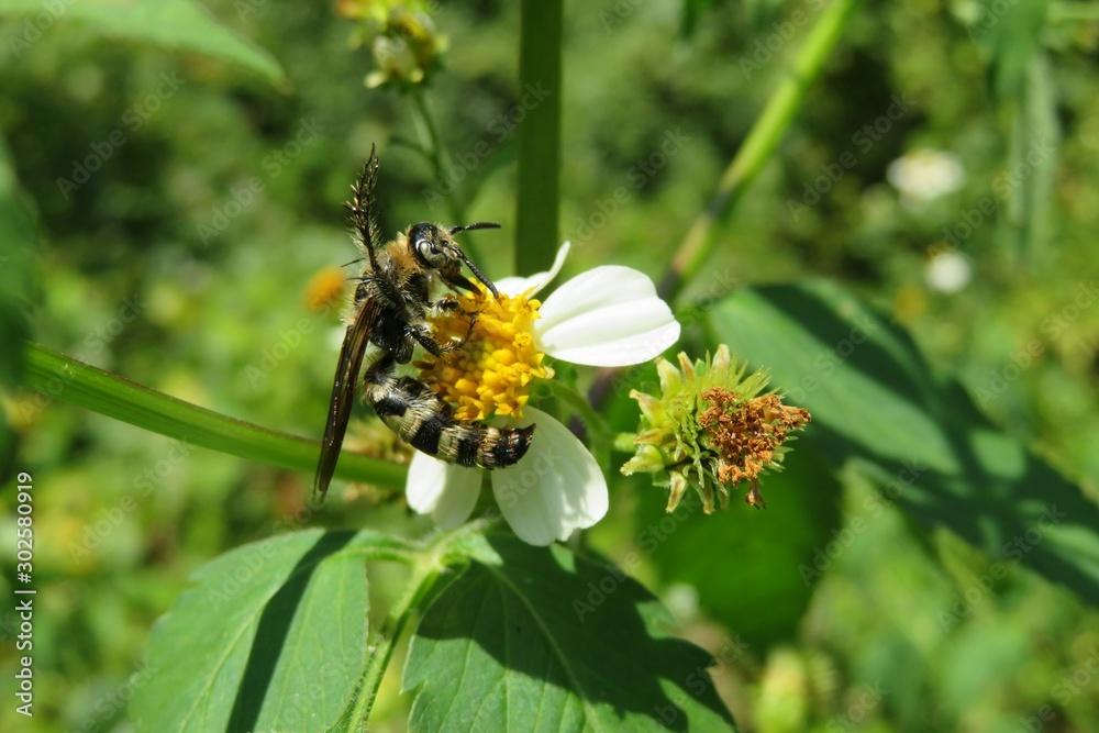 Tropical wasp on spanish needles flowers in Florida wild, closeup 