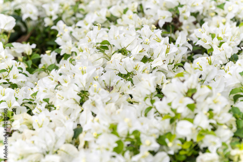 White flowers of bougainvillea spectabilis (Bougainvillea spectabilis Willd.), or great bougainvillea, native to Brazil, Bolivia, Peru, and Argentina's Chubut Province. City flower of Shenzhen, China