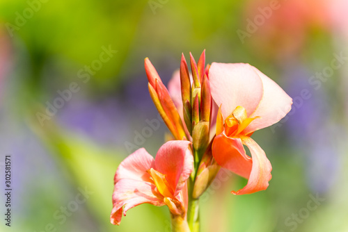 Canna indica, commonly known as Indian shot, African arrowroot, edible canna, purple arrowroot, Sierra Leone arrowroot, is a plant species in the family Cannaceae. photo