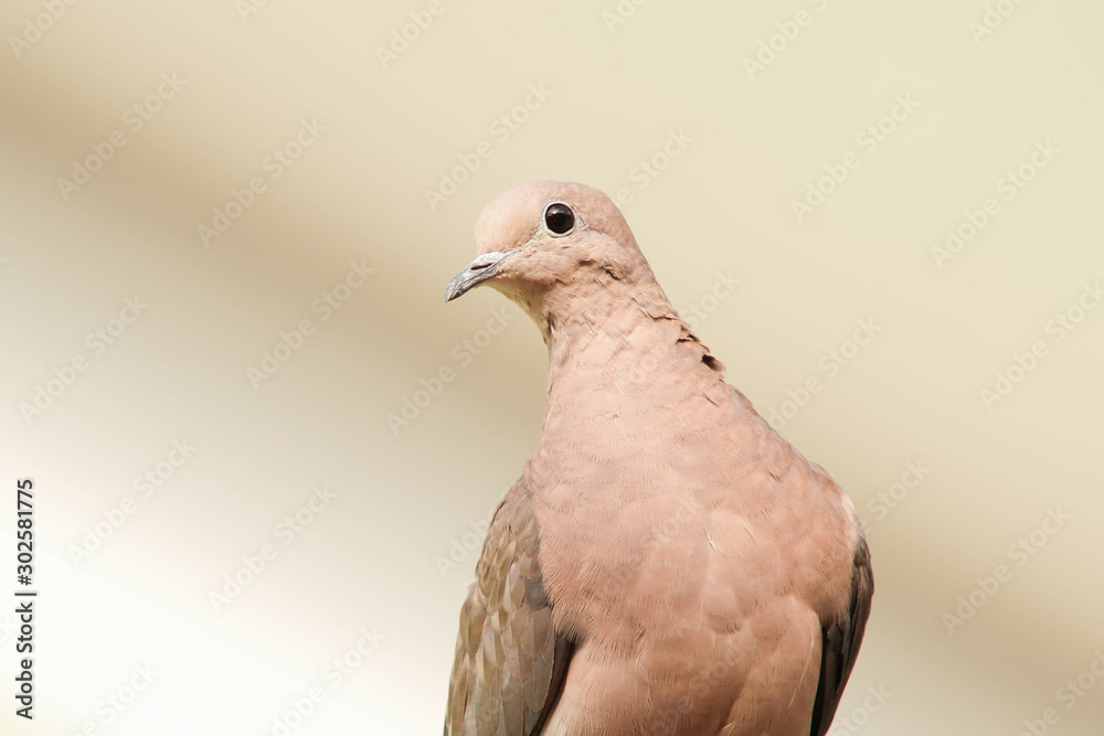 pigeon isolated on white background pigeon isolated on white background