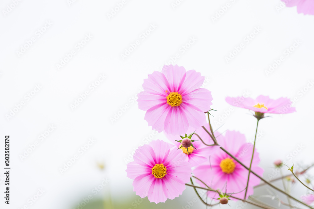 Beautiful soft selective focus pink and white cosmos flowers field with copy space Beautiful soft selective focus pink and white cosmos flowers field with copy space