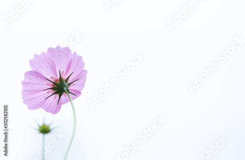 Beautiful soft selective focus pink and white cosmos flowers field with copy space