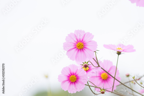 Beautiful soft selective focus pink and white cosmos flowers field with copy space