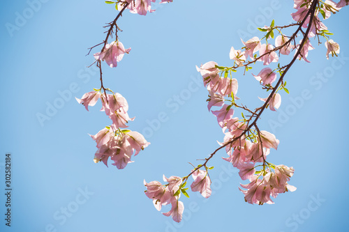 Tableau sur toile Bougainvillea flowers with blue sky