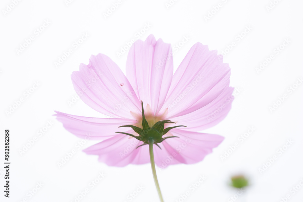 Beautiful soft selective focus pink and white cosmos flowers field with copy space Beautiful soft selective focus pink and white cosmos flowers field with copy space