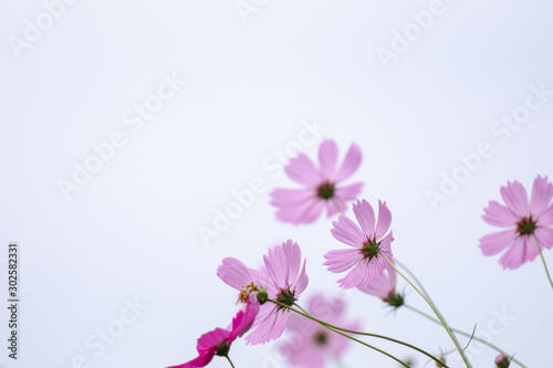 Beautiful soft selective focus pink and white cosmos flowers field with copy space © Rakchanok