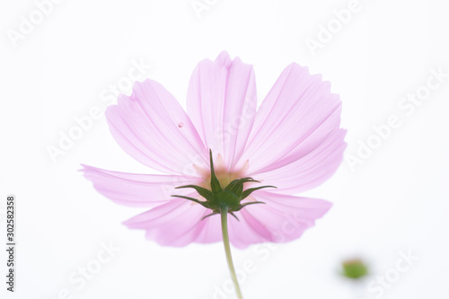 Beautiful soft selective focus pink and white cosmos flowers field with copy space