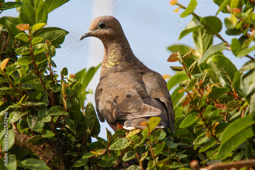 pigeon on the grass