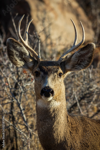 Mule Deer buck in Golden, Colorado