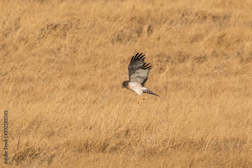 Hunting Harrier