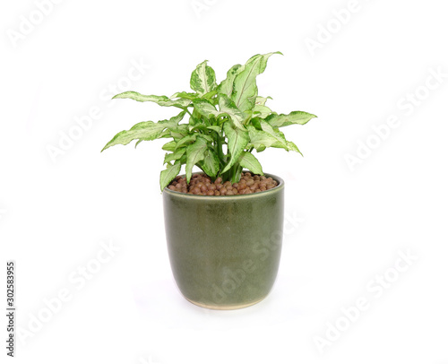 Arrowhead plant in green ceramic pot Isolated on white background. Commonly cultivated as a houseplant. Common names include: arrowhead vine, arrowhead philodendron, goosefoot, African evergreen.
