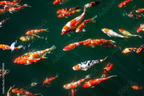Colorful Fancy Koi Carp Fishes © mrnai