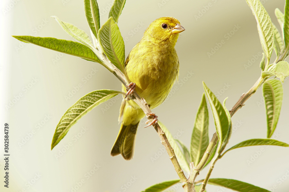 Obraz premium yellow bird on a branch