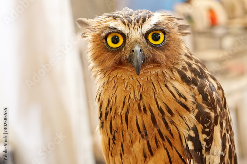Portrait great horned owl - Bubo virginianus © SweetLemons