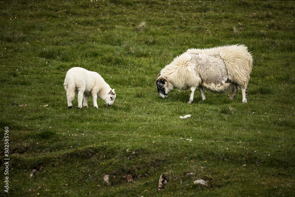 Scenic Scotland meadows with sheep in traditional landscape. Scenic Scotland meadows with sheep in traditional landscape.
